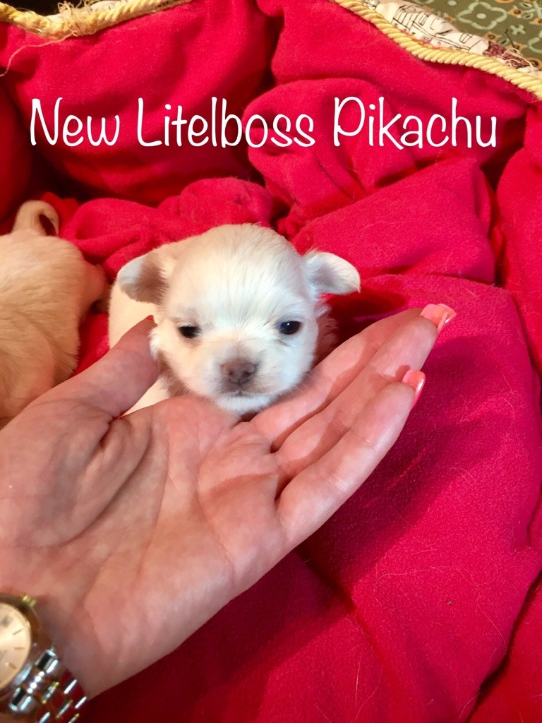 New Litel Boss - Chiots available 