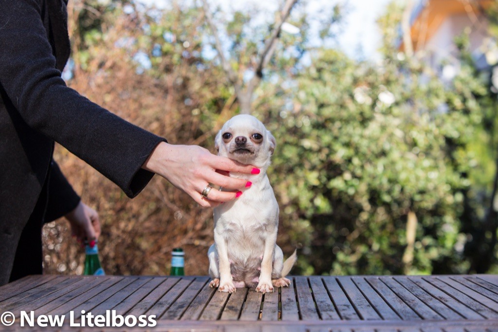 Les Chihuahua de l'affixe New Litel Boss