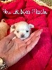  - Chiots available 