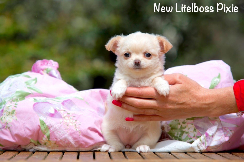 New Litel Boss - Chihuahua - Portée née le 21/02/2019