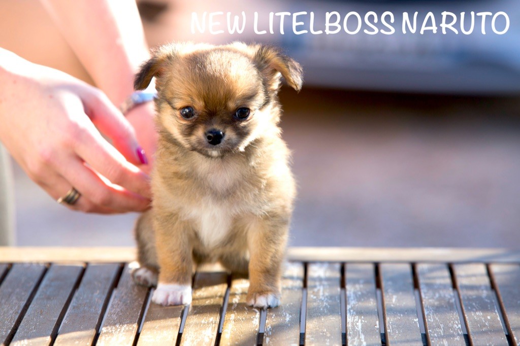New Litel Boss - Chihuahua - Portée née le 08/12/2017