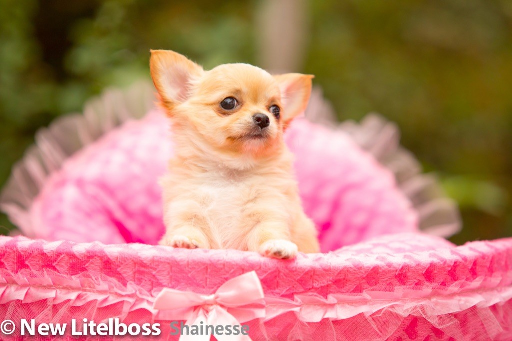 New Litel Boss - Chihuahua - Portée née le 09/05/2021