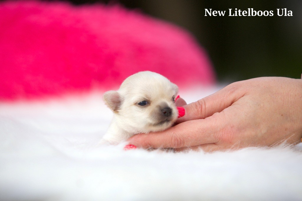 New Litel Boss - Chiot disponible  - Chihuahua