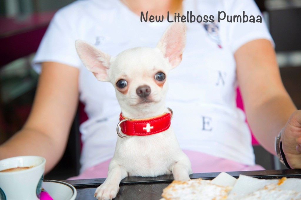 New Litel Boss - Chihuahua - Portée née le 11/03/2019