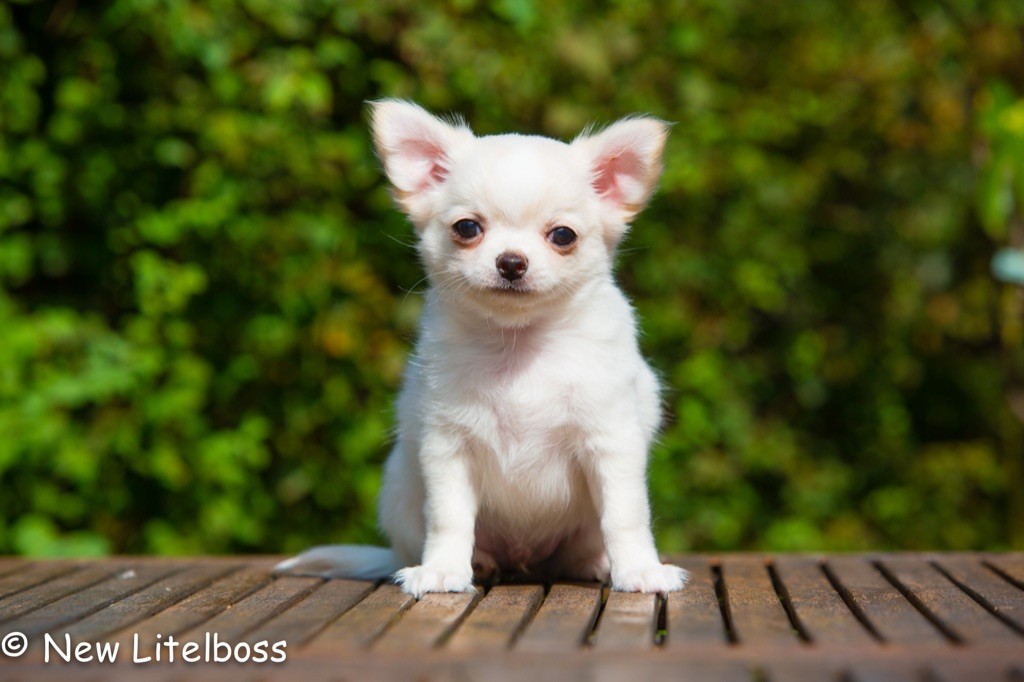New Litel Boss - Chihuahua - Portée née le 09/07/2021