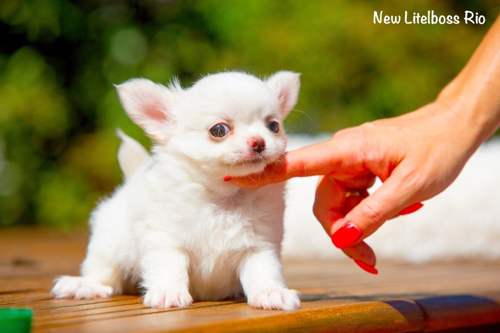 New Litel Boss - Chihuahua - Portée née le 11/07/2020