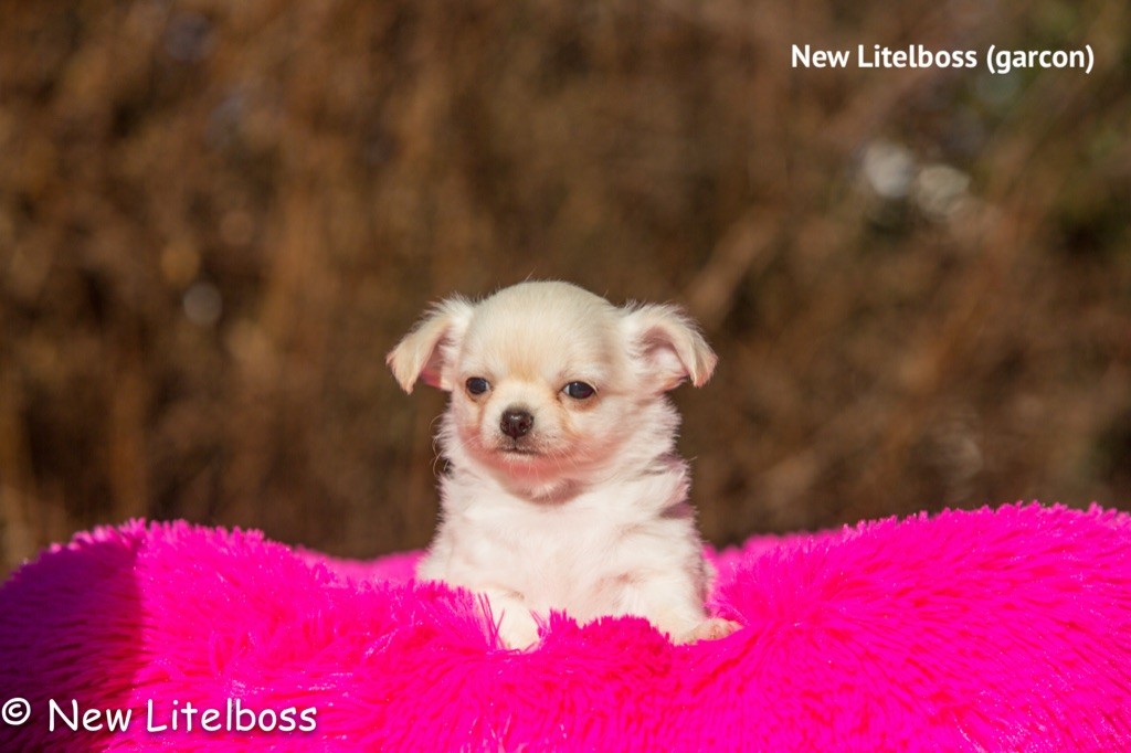 New Litel Boss - Chihuahua - Portée née le 10/12/2021