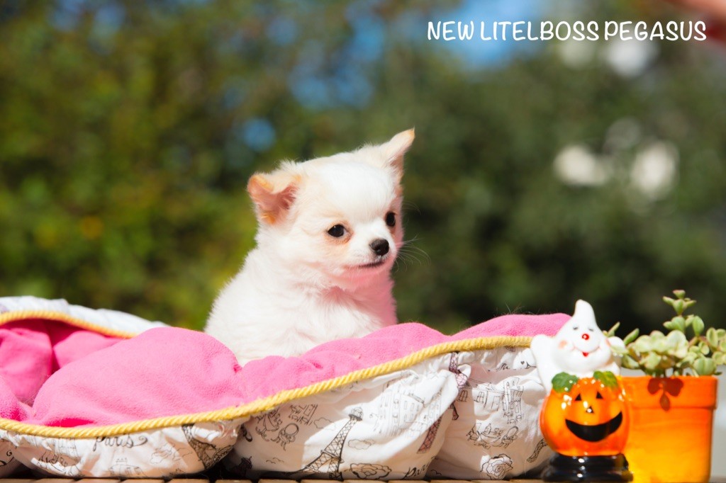 New Litel Boss - Chihuahua - Portée née le 26/08/2019