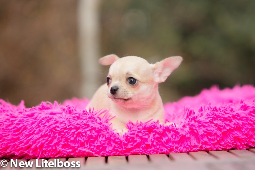 New Litel Boss - Chihuahua - Portée née le 24/11/2020