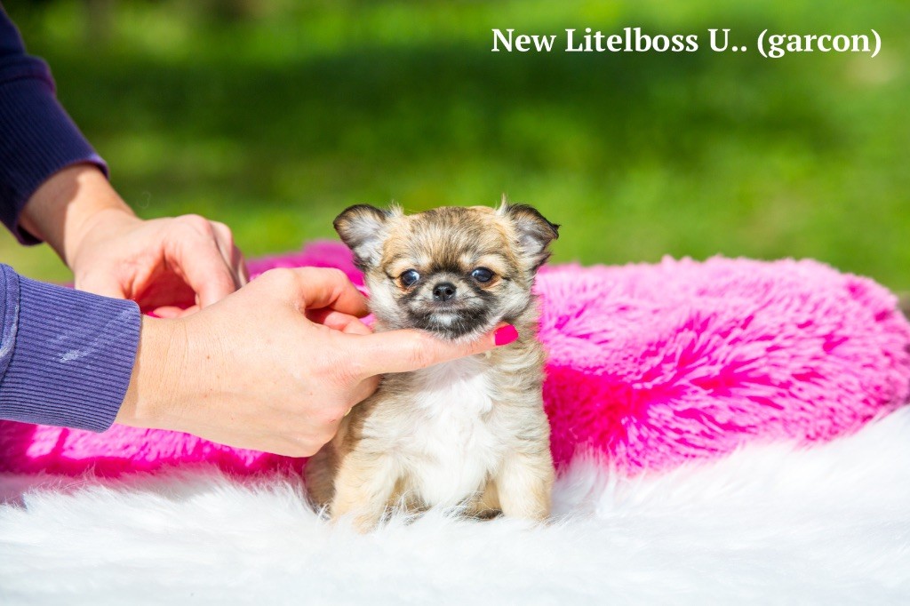 chiot Chihuahua New Litel Boss