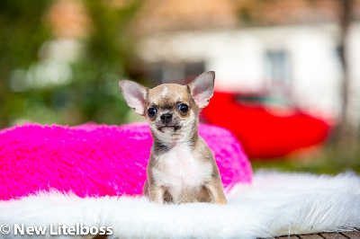 New Litel Boss - Chihuahua - Portée née le 14/01/2023