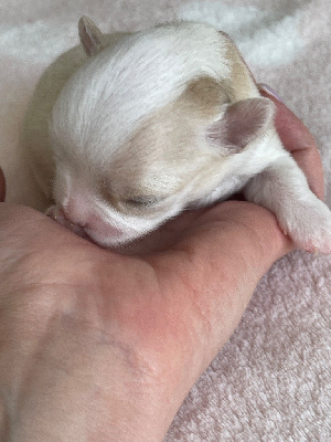 New Litel Boss - Chihuahua - Portée née le 17/02/2024