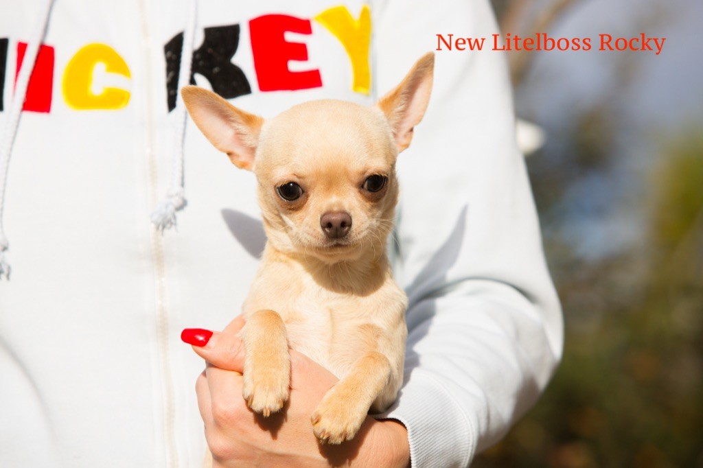 New Litel Boss - Chihuahua - Portée née le 14/06/2020