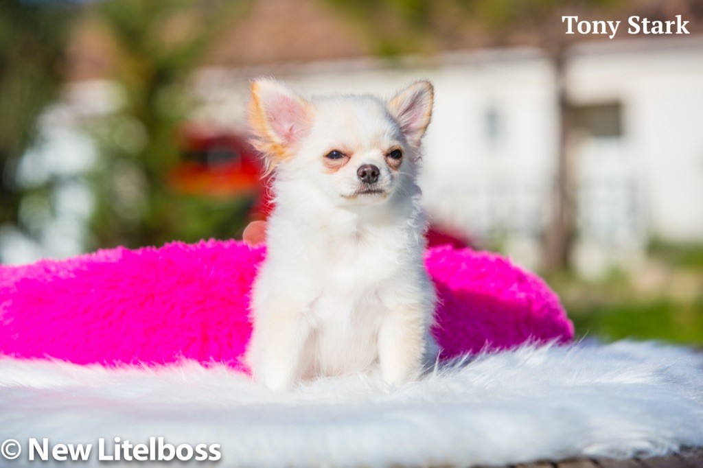 New Litel Boss - Chiot disponible  - Chihuahua