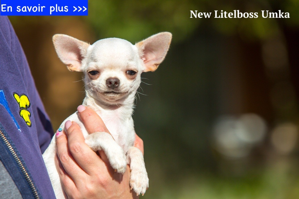 chiot Chihuahua New Litel Boss