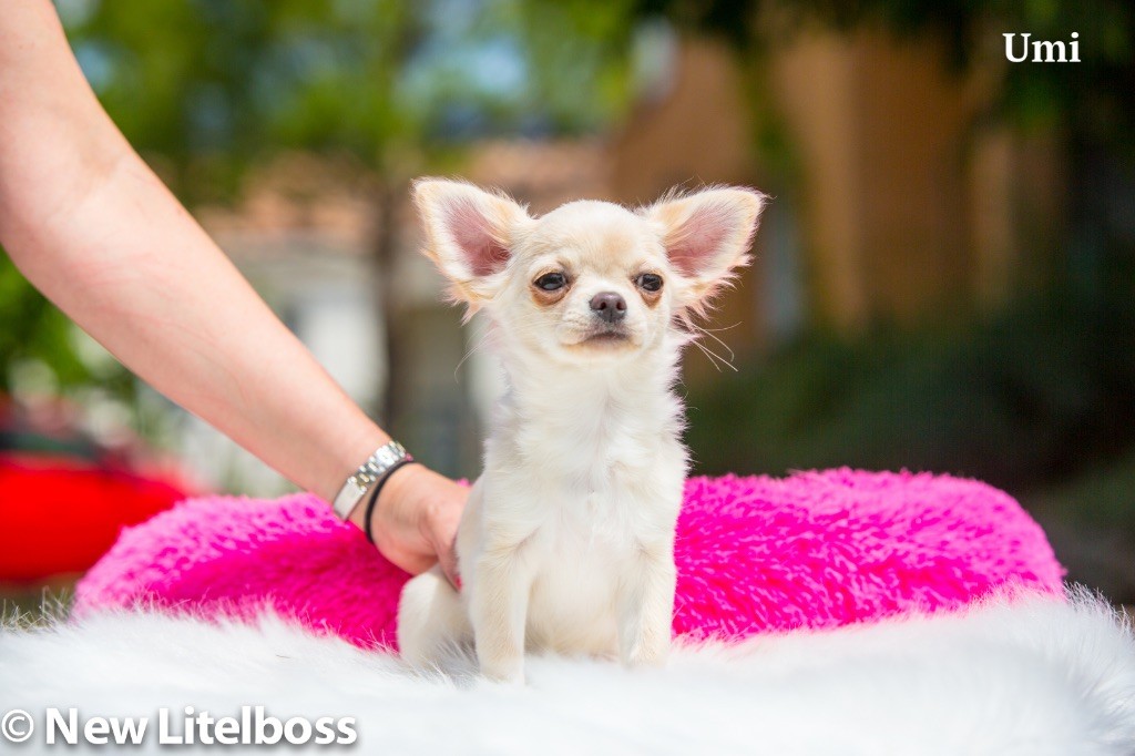 chiot Chihuahua New Litel Boss