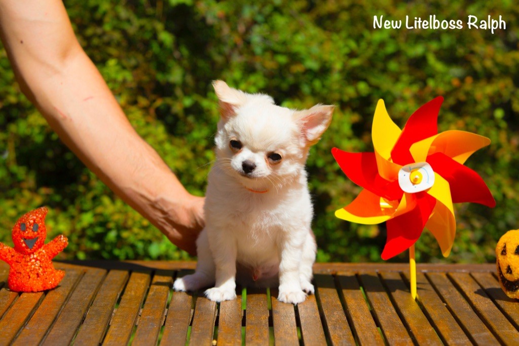 New Litel Boss - Chihuahua - Portée née le 13/05/2020