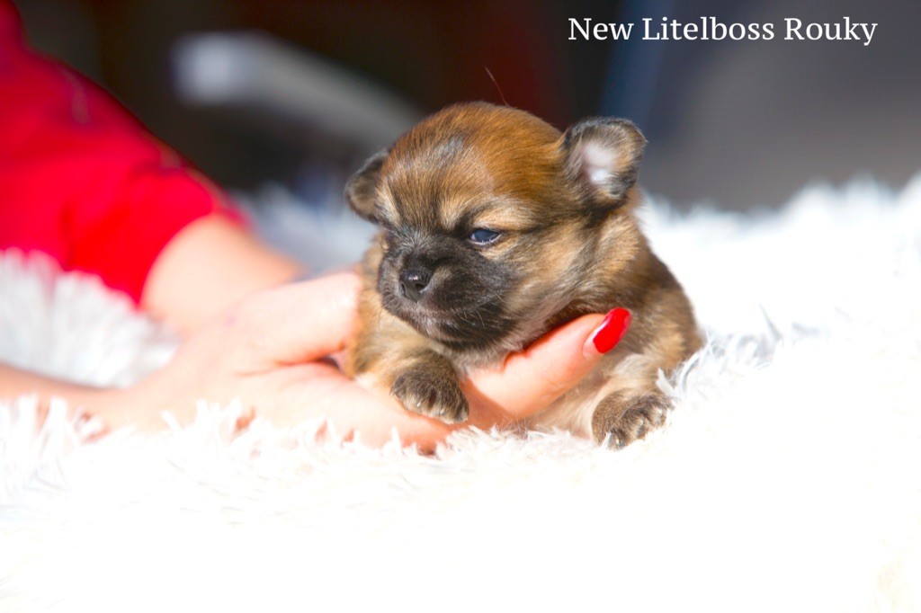 New Litel Boss - Chihuahua - Portée née le 13/11/2020