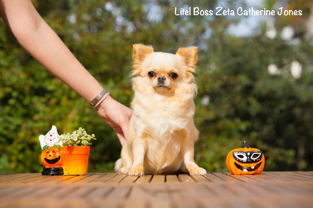 litel boss Zeta catherine jones