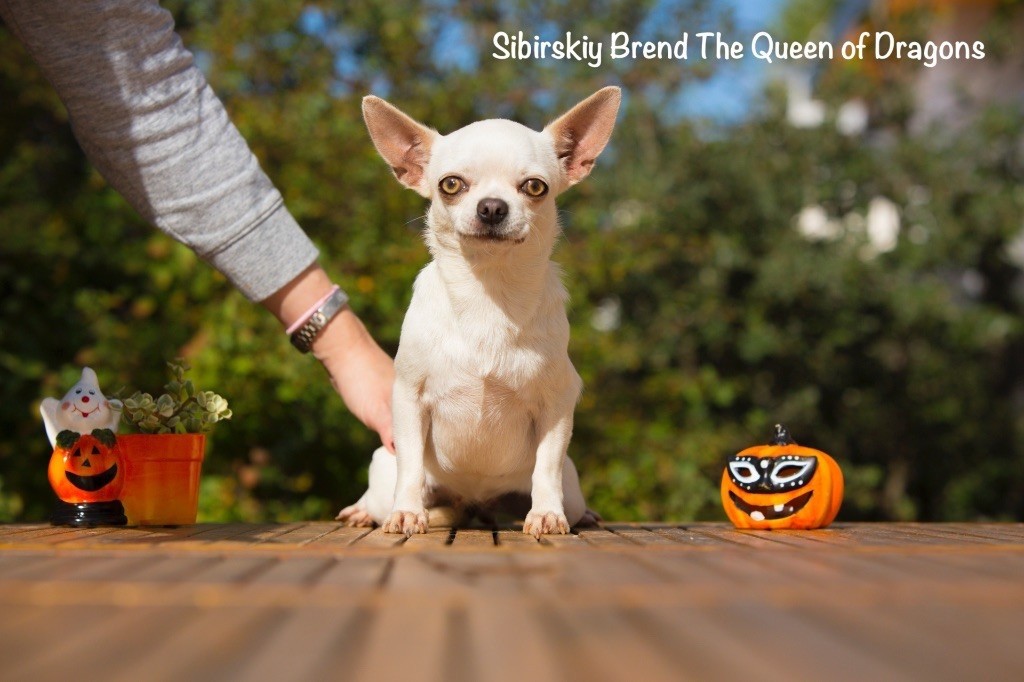 sibirskiy brend The queen of dragons