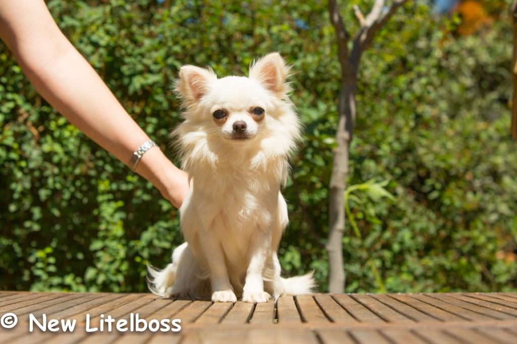 New Litel Boss Ratatatata