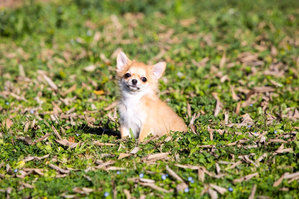 Chiot Chihuahua New Litel Boss