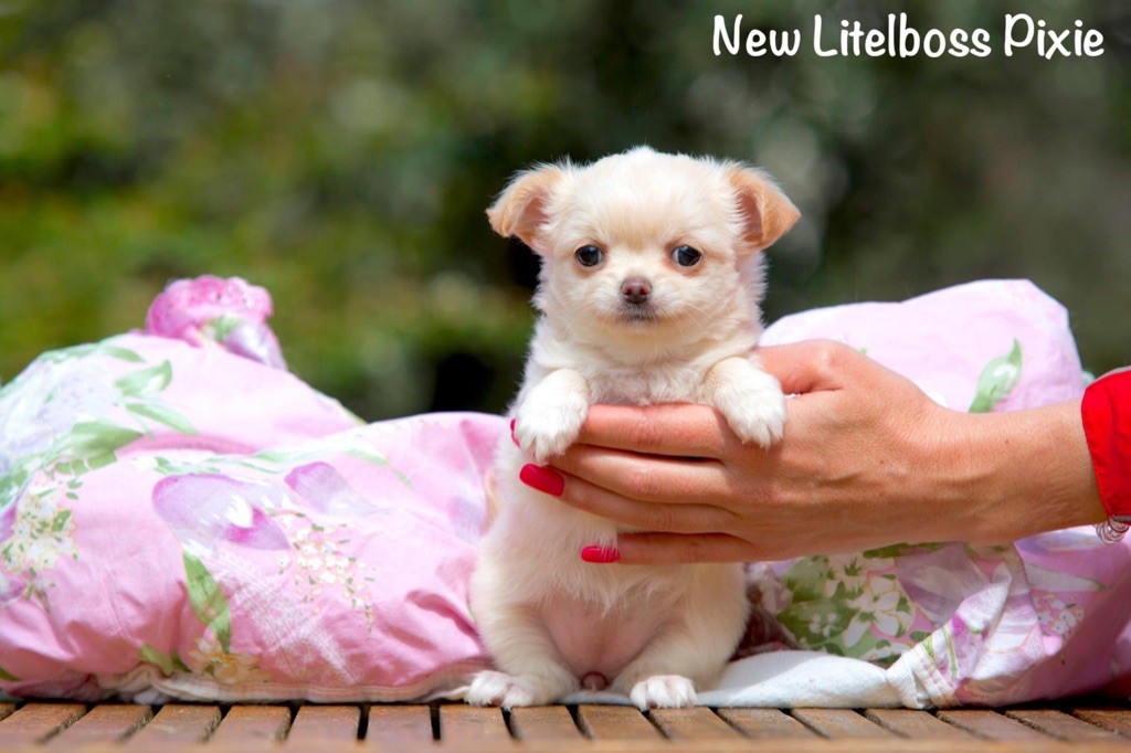 Chiot Chihuahua New Litel Boss