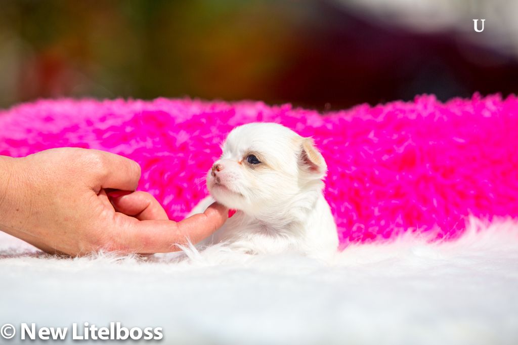 Chiot Chihuahua New Litel Boss