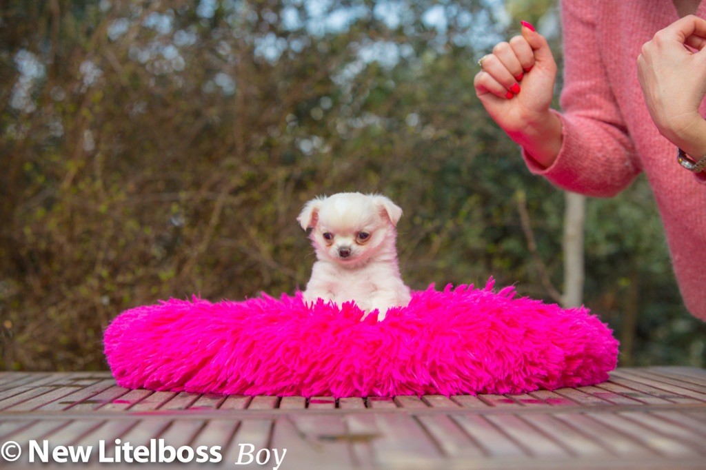 Chiot Chihuahua New Litel Boss