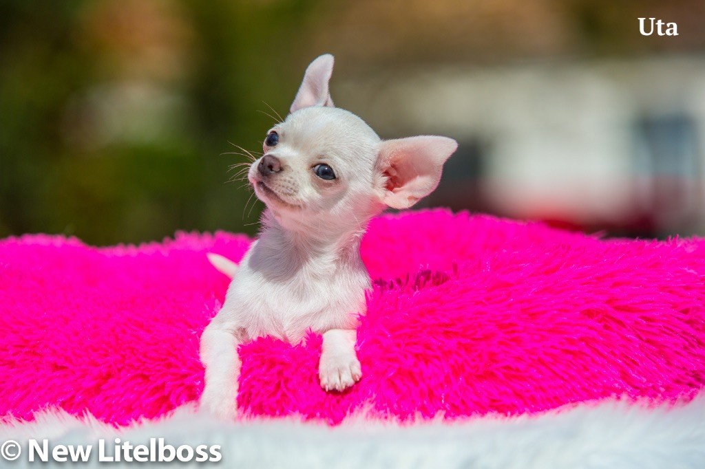 Chiot Chihuahua New Litel Boss