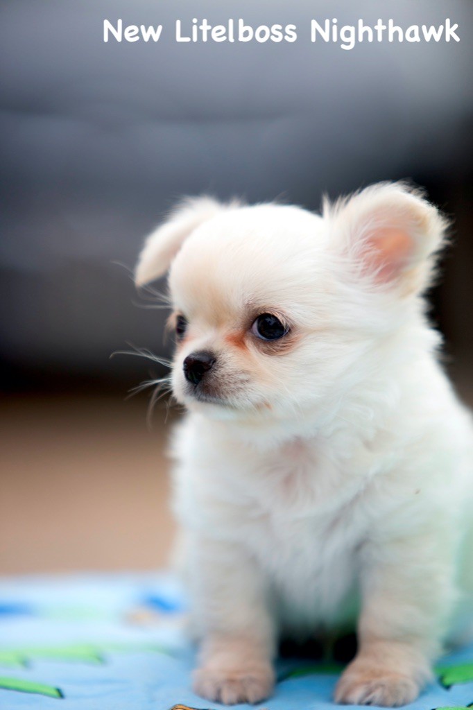 Chiot Chihuahua New Litel Boss