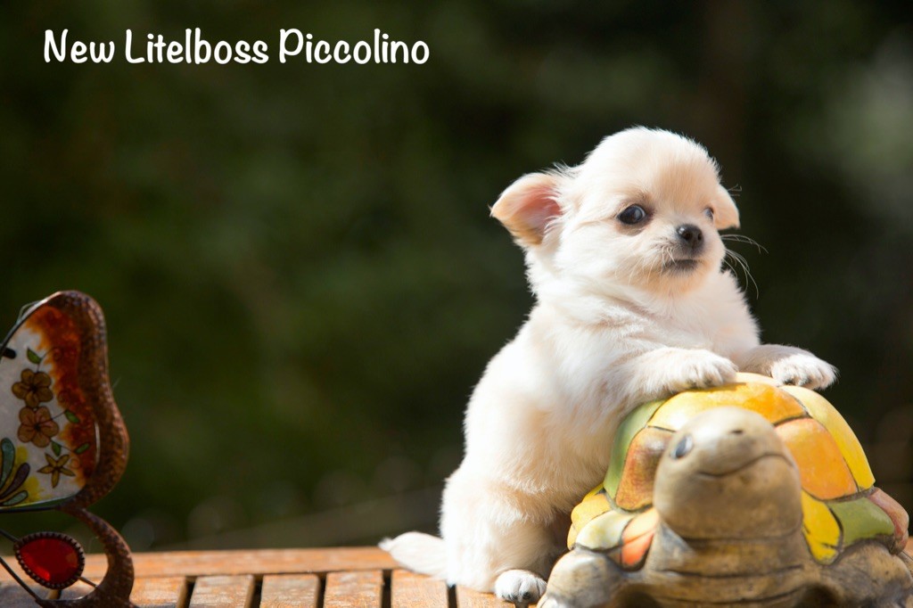 Chiot Chihuahua New Litel Boss