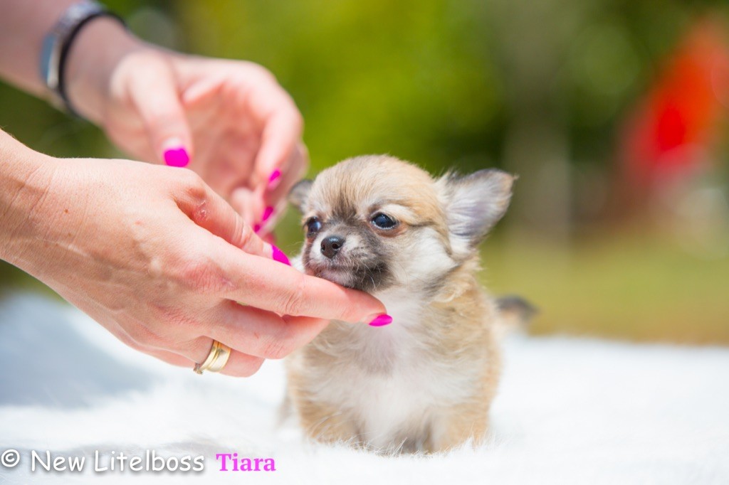 Chiot Chihuahua New Litel Boss