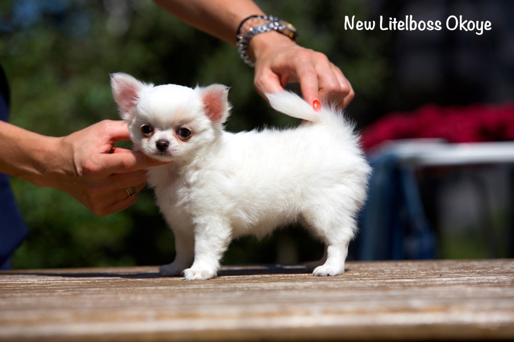 Chiot Chihuahua New Litel Boss
