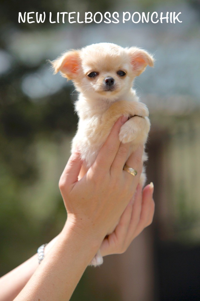Chiot Chihuahua New Litel Boss