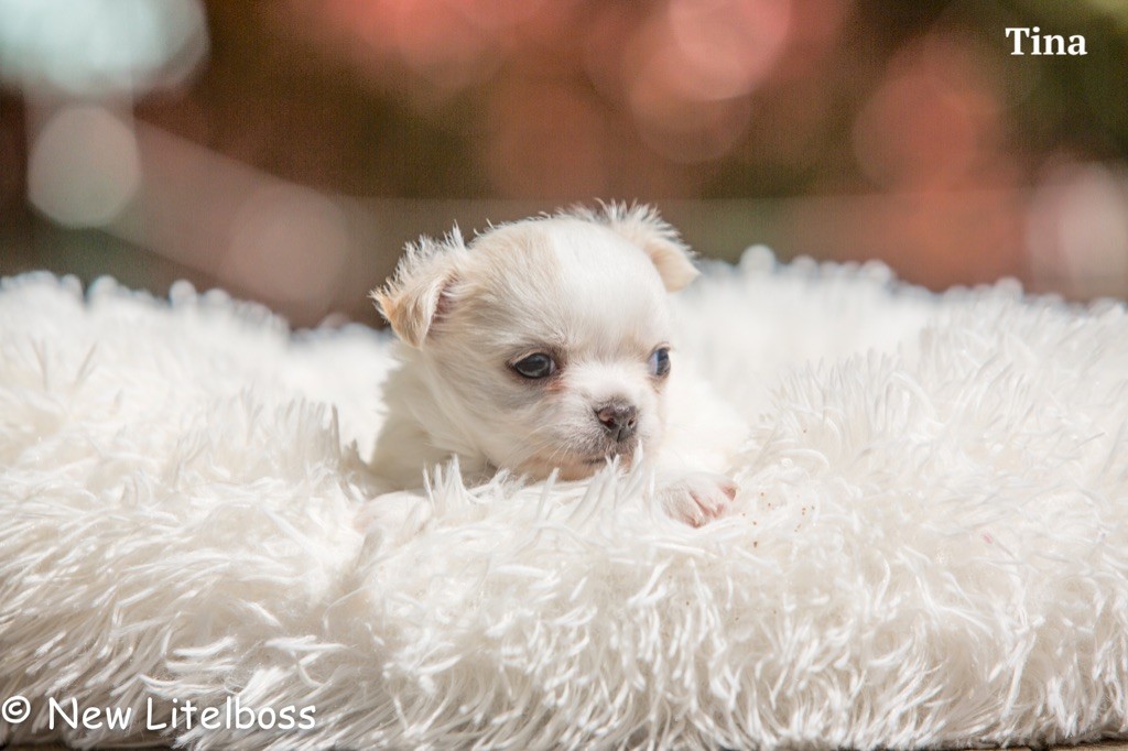 Chiot Chihuahua New Litel Boss