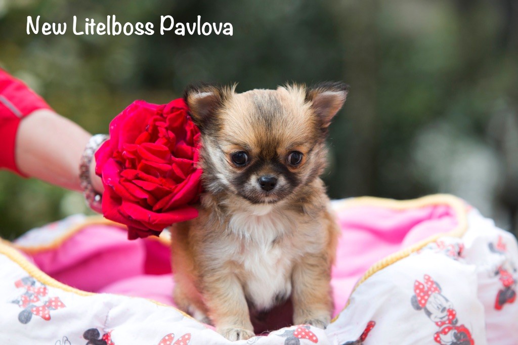Chiot Chihuahua New Litel Boss