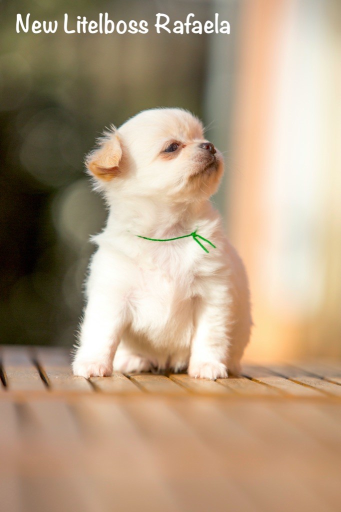 Chiot Chihuahua New Litel Boss