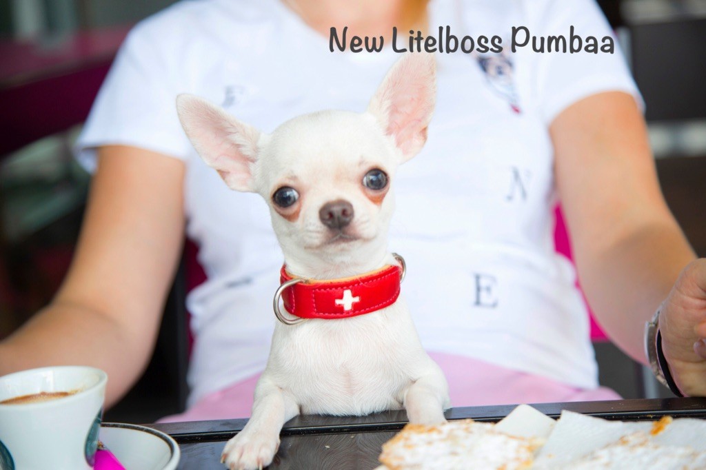 Chiot Chihuahua New Litel Boss
