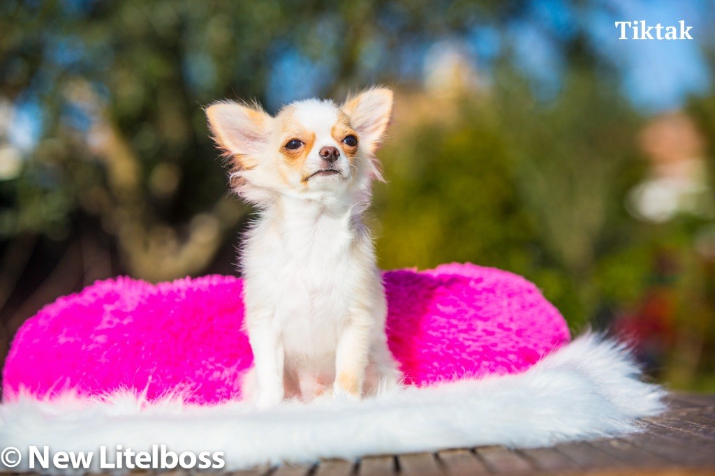 Chiot Chihuahua New Litel Boss