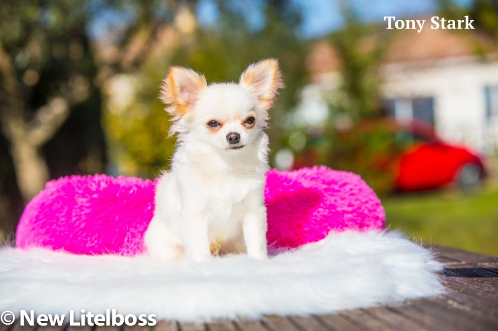 Chiot Chihuahua New Litel Boss