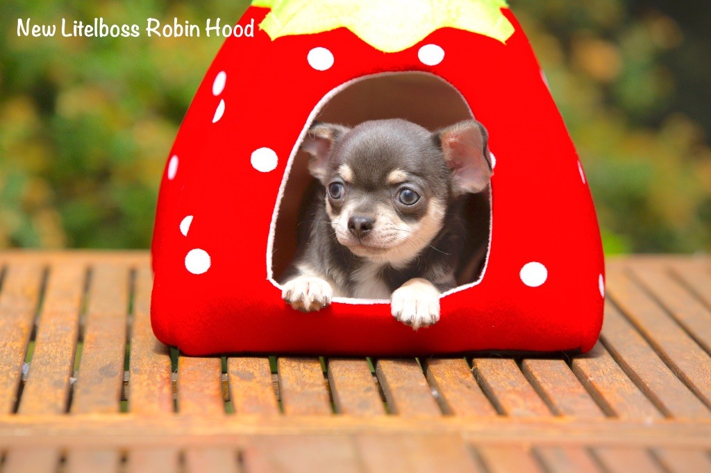 Chiot Chihuahua New Litel Boss
