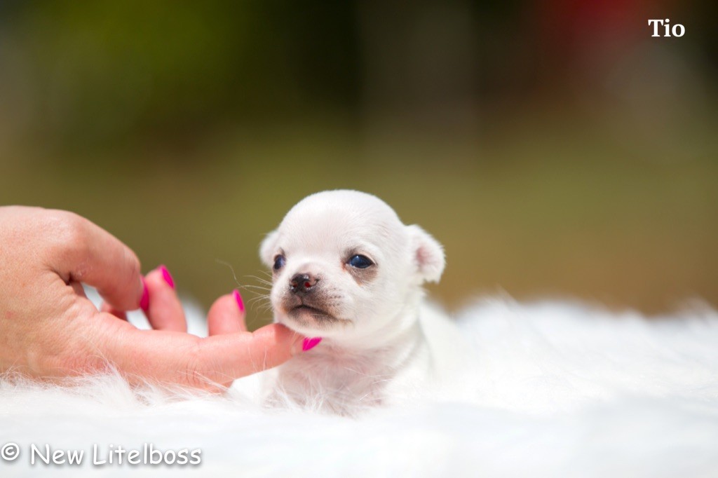 Chiot Chihuahua New Litel Boss