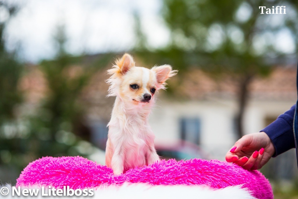 Chiot Chihuahua New Litel Boss