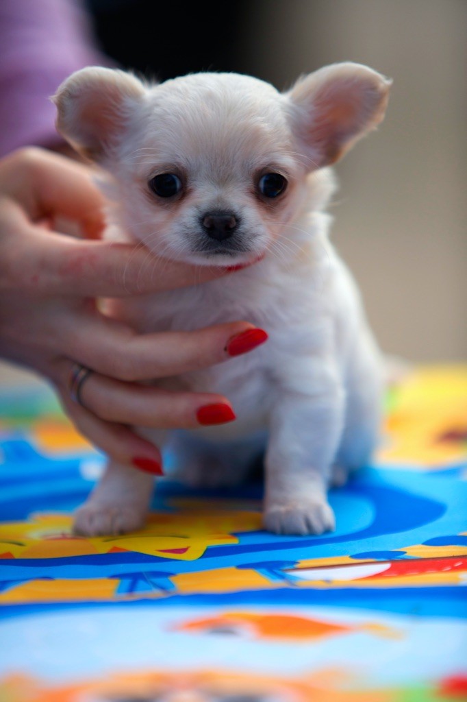 Chiot Chihuahua New Litel Boss