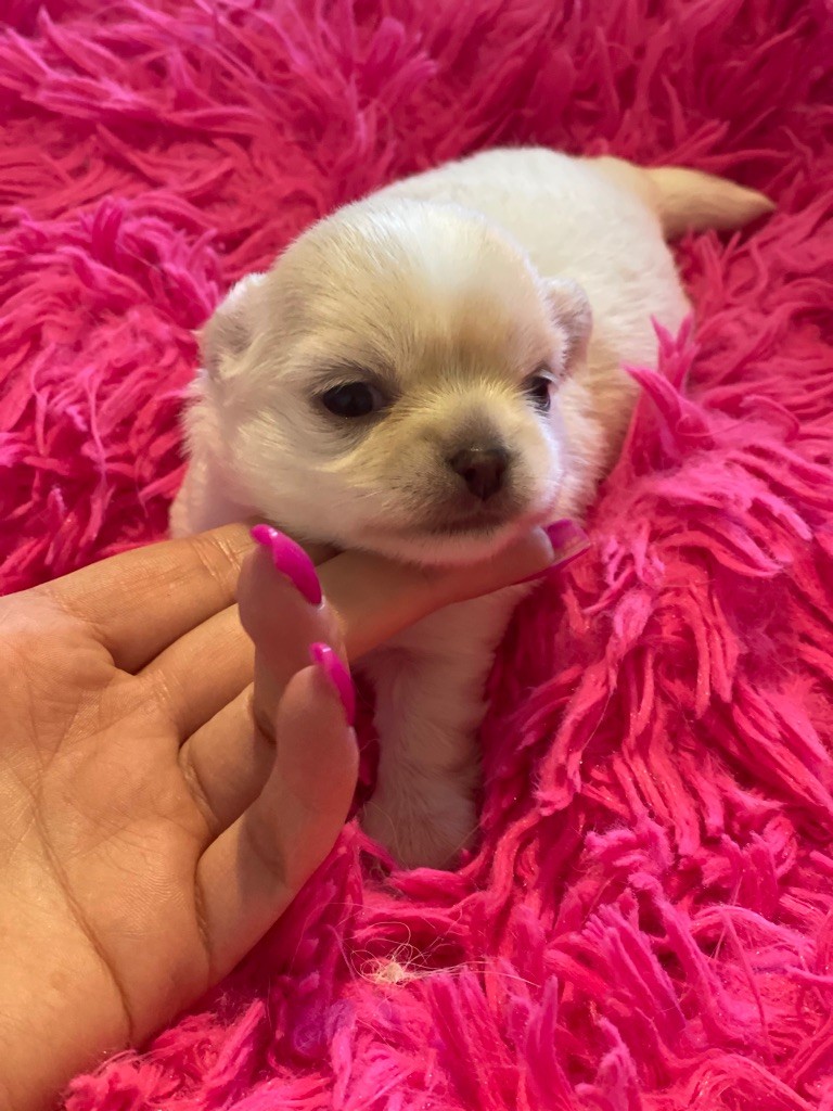 Chiot Chihuahua New Litel Boss