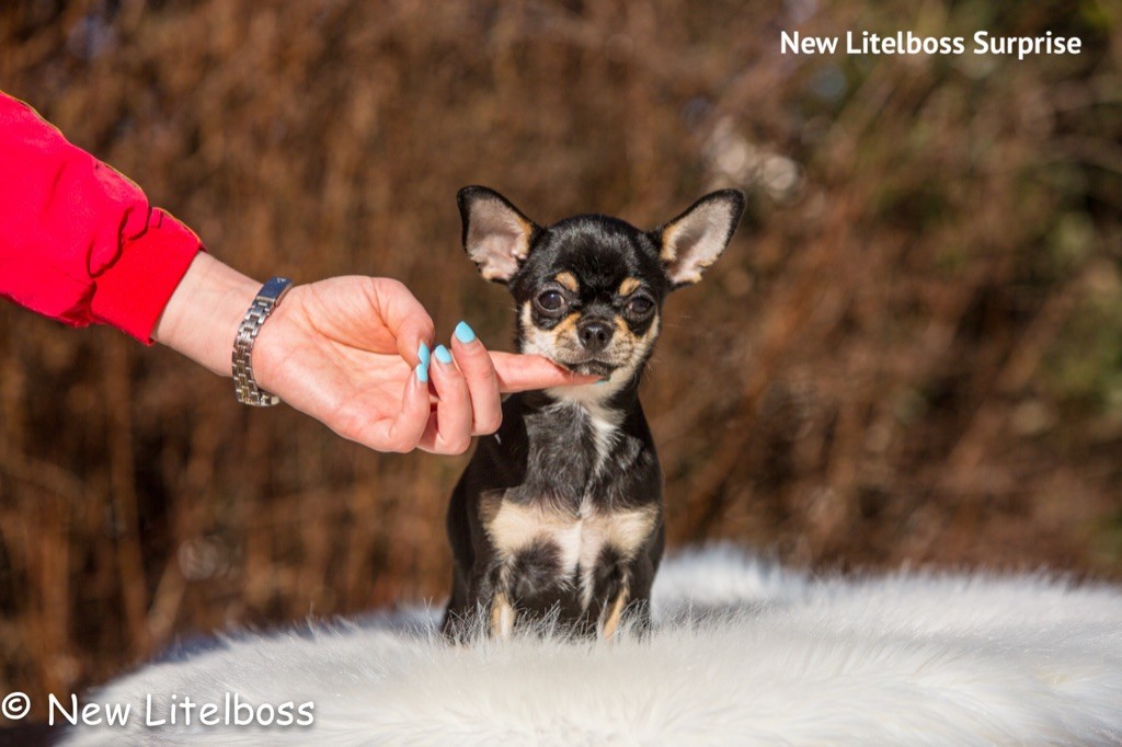 Chiot Chihuahua New Litel Boss