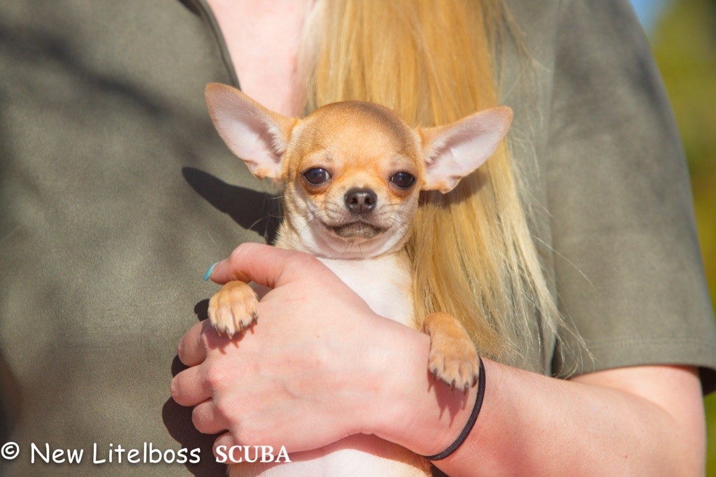 Chiot Chihuahua New Litel Boss
