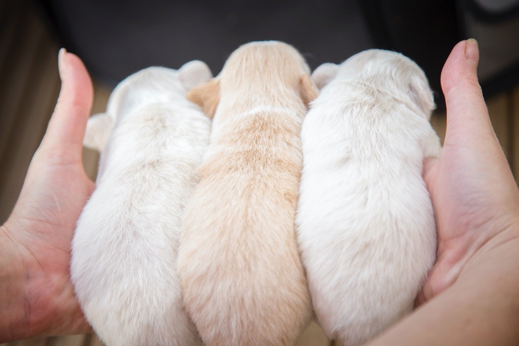 Chiot Chihuahua New Litel Boss