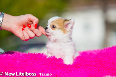 Tiamo